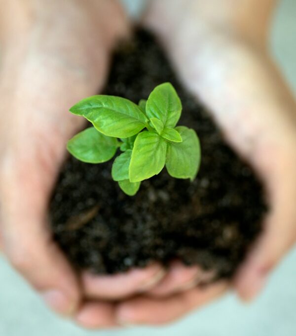a person holding a plant in their hands