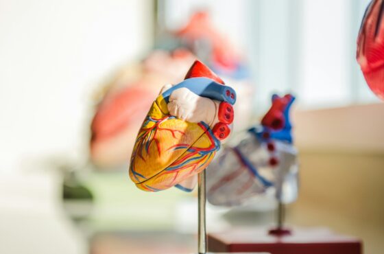 An anatomical heart model with blue and red vessels on a metal stand
