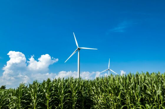 a field of corn with wind turbines in the background